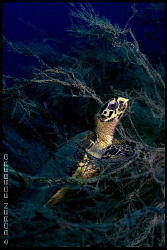 Hawksbill lost in the fan... by Soren Egeberg 